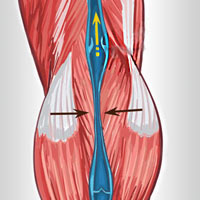 skeletal muscle pump